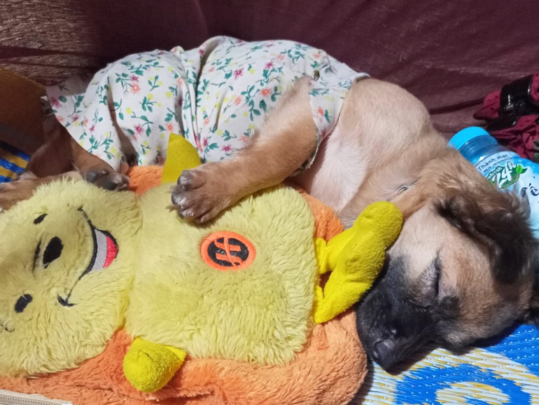 Cuộc sống khác thường của người đàn ông gây dựng lại đàn chó bị tiêu hủy-4