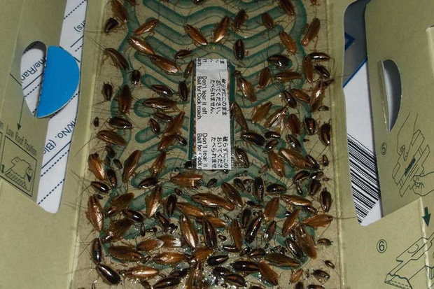 Kiểm tra nhà hàng đồ nướng đột xuất, cảnh sát chứng kiến cảnh rùng mình, nhanh chóng đưa ra quyết định khiến dư luận nức lòng-3