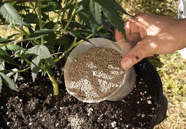 Cho cây cảnh uống 3 thuốc này, cây lớn nhanh như thổi, hoa nở thành thảm-1