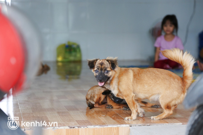 Chủ nhân đàn chó ở Cà Mau gửi lời đến nữ đại gia quận 7: Nếu chị nằm trong hoàn cảnh tui chị mới biết, tui không làm gì để chị thất vọng đâu...-3