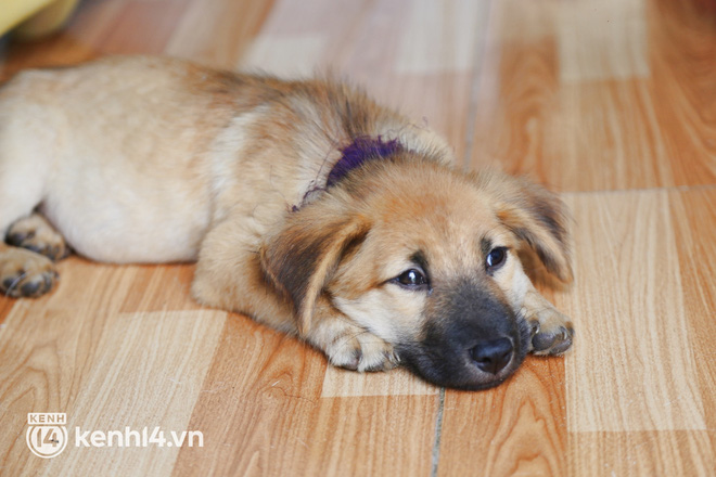 Chủ nhân đàn chó ở Cà Mau gửi lời đến nữ đại gia quận 7: Nếu chị nằm trong hoàn cảnh tui chị mới biết, tui không làm gì để chị thất vọng đâu...-8