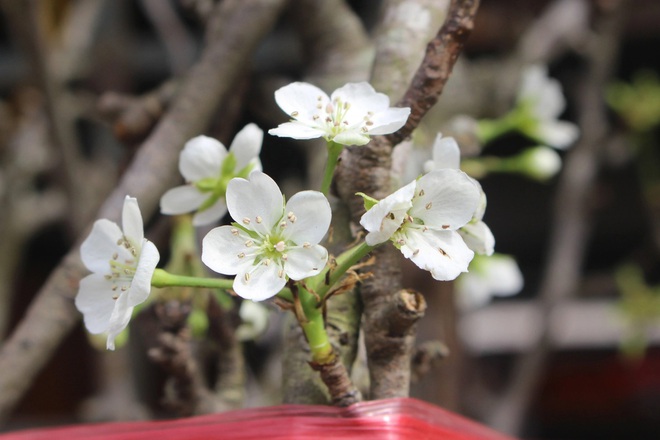 Người Hà Nội chi tiền triệu chơi lê rừng sau Tết-1