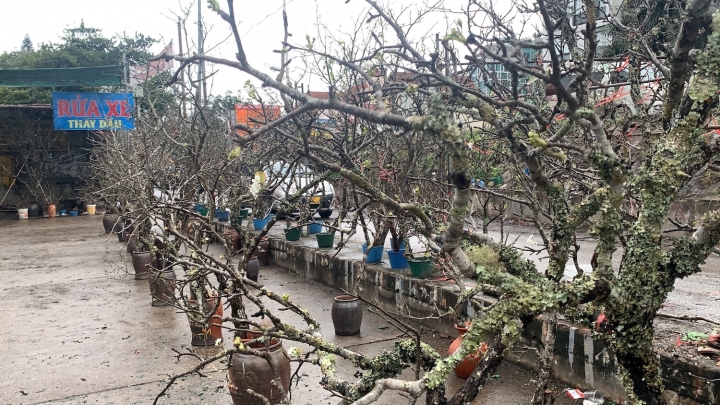 Người Hà Nội chi tiền triệu chơi lê rừng sau Tết-2