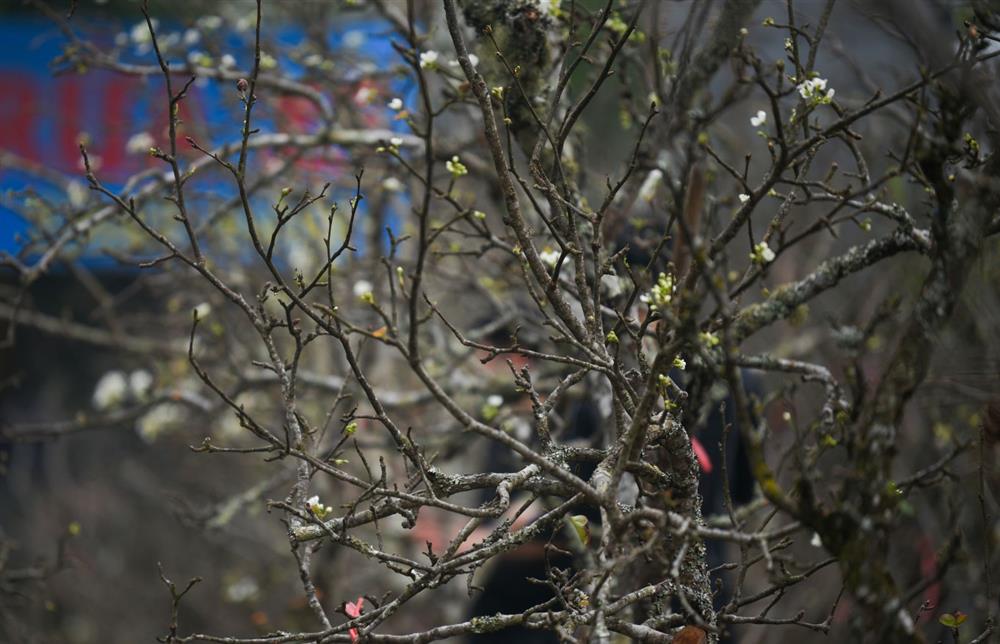 Người Hà Nội chi tiền triệu chơi lê rừng sau Tết-5