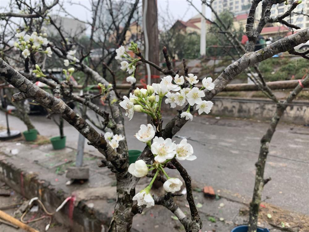 Người Hà Nội chi tiền triệu chơi lê rừng sau Tết-6