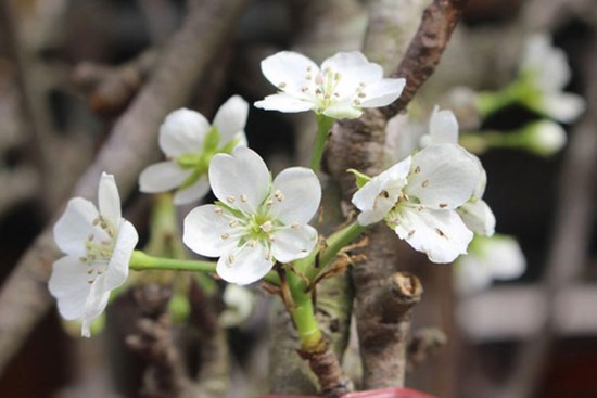 Người Hà Nội chi tiền triệu chơi lê rừng sau Tết