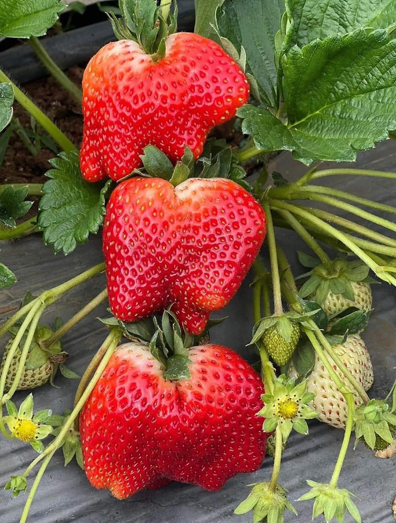 Cơn sốt dâu tây Mộc Châu, hàng vip như Tây, rẻ chưa từng có-3