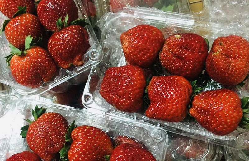 Cơn sốt dâu tây Mộc Châu, hàng vip như Tây, rẻ chưa từng có-1