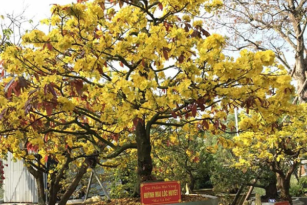 Đại gia Tây Ninh giảm giá 85 tỷ cho 2 cây duối cổ cao tới 8,5 mét: Mệt mỏi quá rồi-9