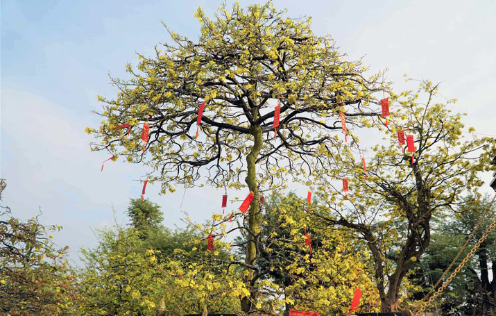 Xôn xao bộ sưu tập 10 cây mai vàng ở miền Tây đạt kỷ lục thế giới-5