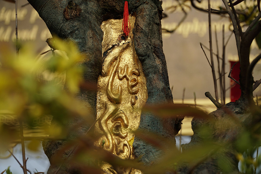 Xôn xao bộ sưu tập 10 cây mai vàng ở miền Tây đạt kỷ lục thế giới-3