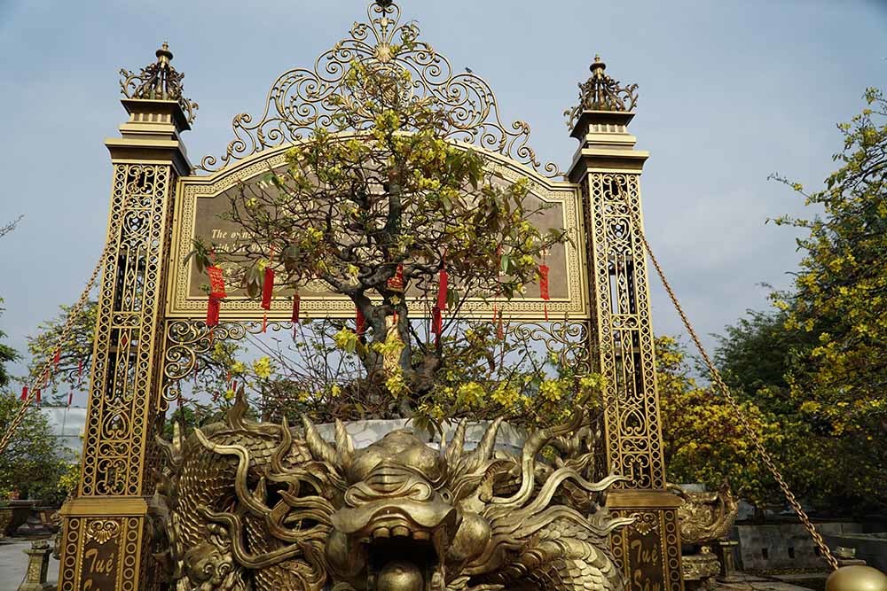 Xôn xao bộ sưu tập 10 cây mai vàng ở miền Tây đạt kỷ lục thế giới-2