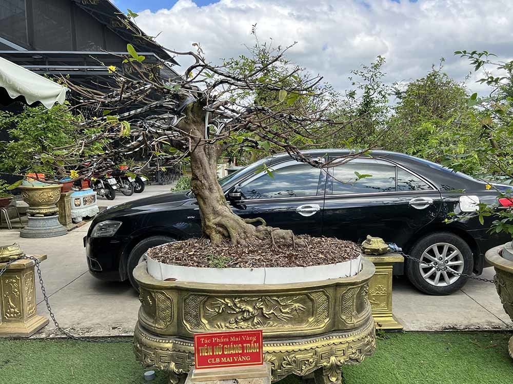 Xôn xao bộ sưu tập 10 cây mai vàng ở miền Tây đạt kỷ lục thế giới-14