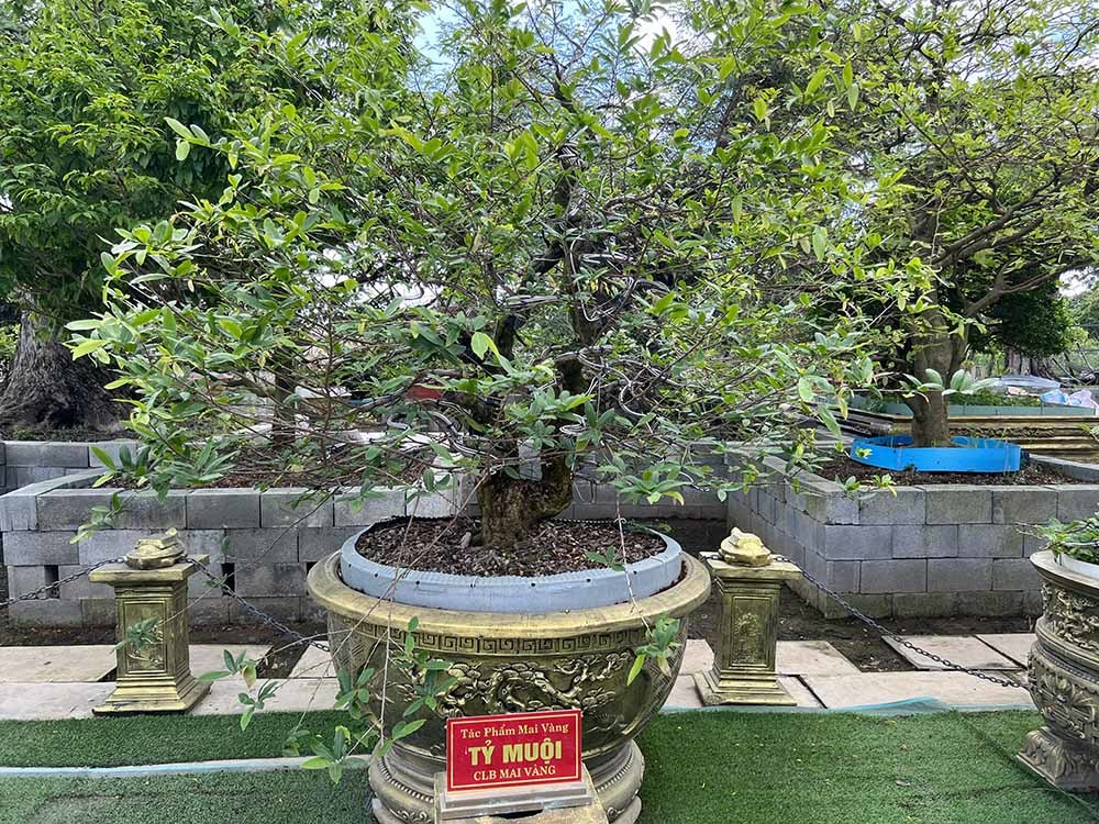 Xôn xao bộ sưu tập 10 cây mai vàng ở miền Tây đạt kỷ lục thế giới-15