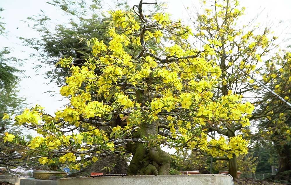 Xôn xao bộ sưu tập 10 cây mai vàng ở miền Tây đạt kỷ lục thế giới-9