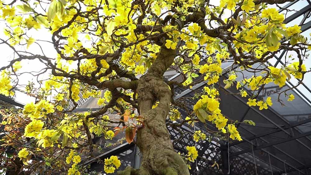 Xôn xao bộ sưu tập 10 cây mai vàng ở miền Tây đạt kỷ lục thế giới-8