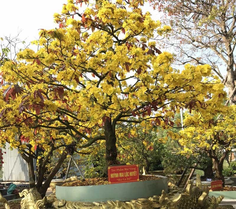 Xôn xao bộ sưu tập 10 cây mai vàng ở miền Tây đạt kỷ lục thế giới-6
