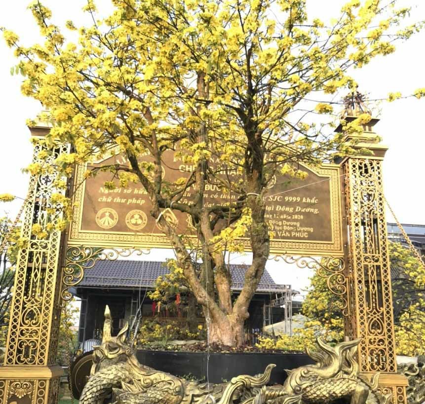 Xôn xao bộ sưu tập 10 cây mai vàng ở miền Tây đạt kỷ lục thế giới-7