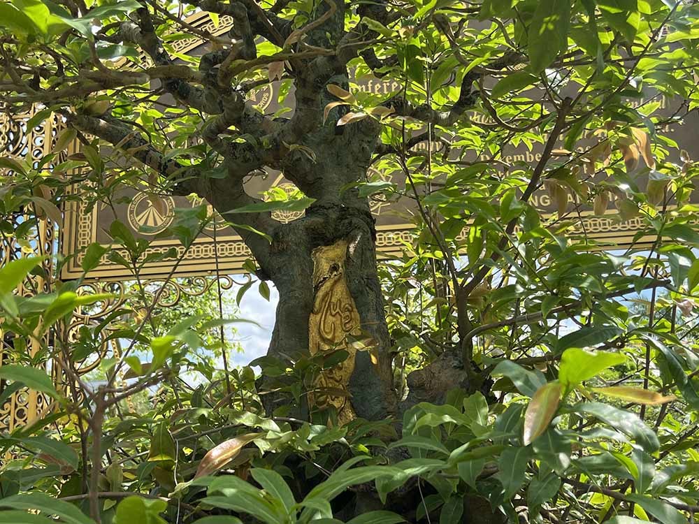 Xôn xao bộ sưu tập 10 cây mai vàng ở miền Tây đạt kỷ lục thế giới-4