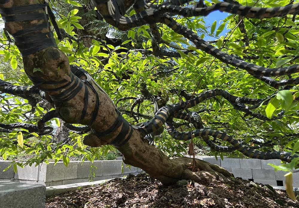 Xôn xao bộ sưu tập 10 cây mai vàng ở miền Tây đạt kỷ lục thế giới-11