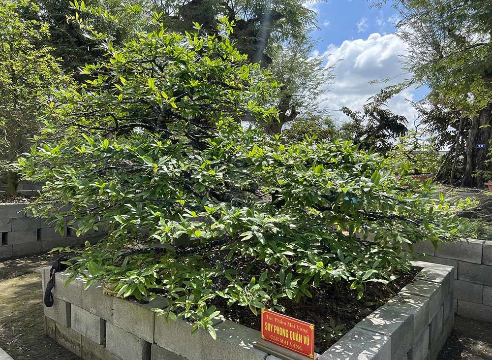 Xôn xao bộ sưu tập 10 cây mai vàng ở miền Tây đạt kỷ lục thế giới-10