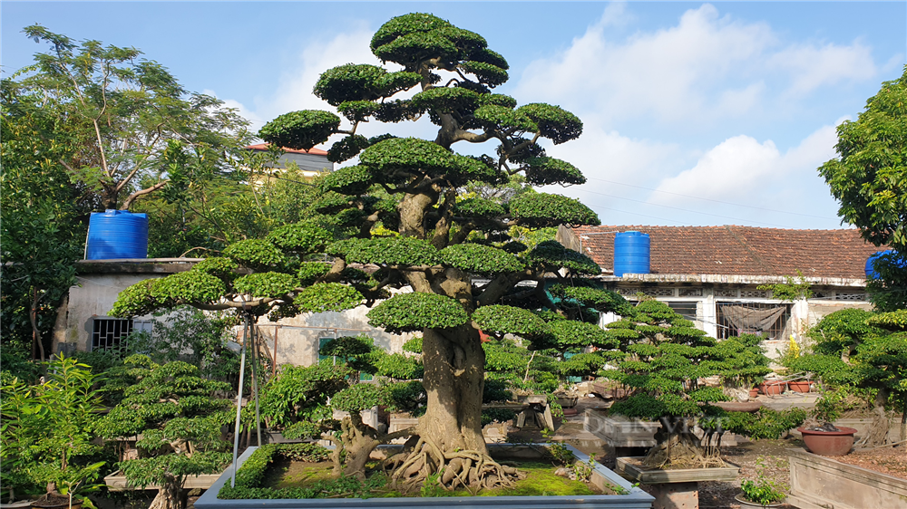 Đại gia Tây Ninh giảm giá 85 tỷ cho 2 cây duối cổ cao tới 8,5 mét: Mệt mỏi quá rồi-5