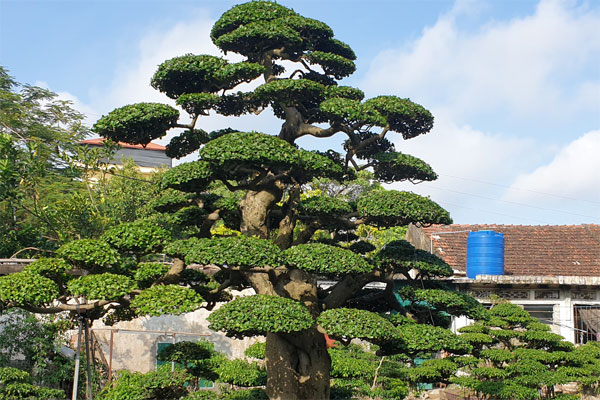 Khu vườn Nhật tiền tỷ, thú chơi đắt đỏ của đại gia Việt-4