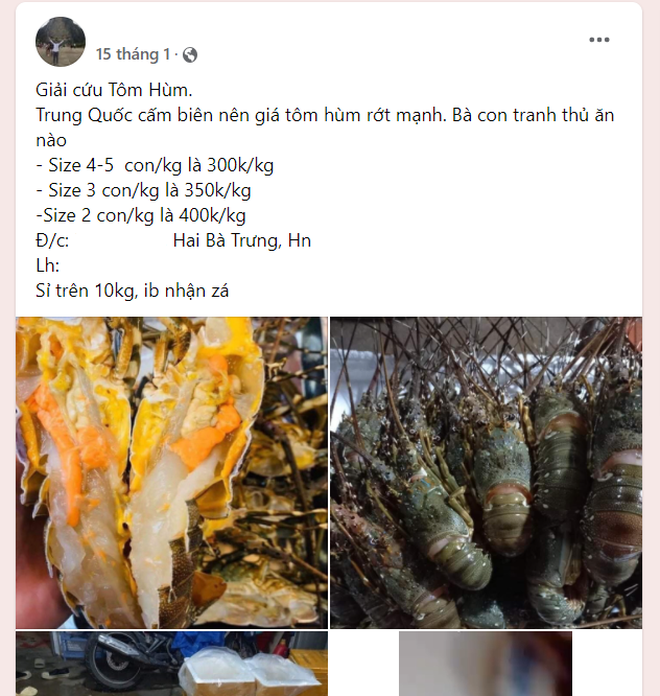 Trung Quốc tạm dừng thông quan, tiểu thương kêu gọi giải cứu tôm hùm-1