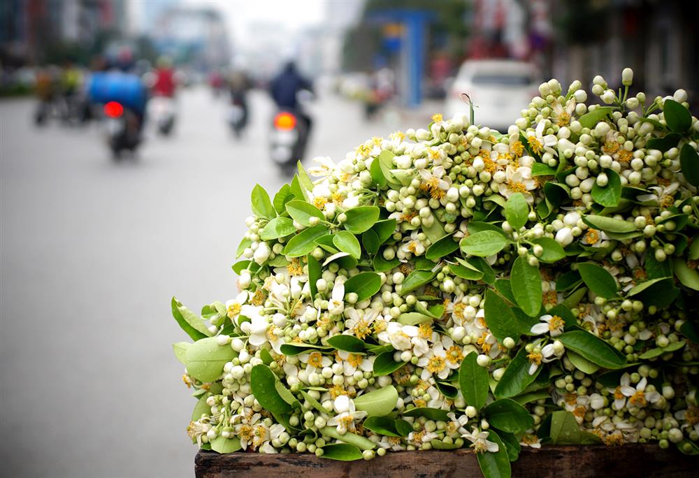 Hoa bưởi đầu mùa xuống phố, đắt như hoa nhập ngoại vẫn cháy hàng-4