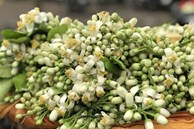 Hoa bưởi đầu mùa xuống phố, đắt như hoa nhập ngoại vẫn 'cháy hàng'
