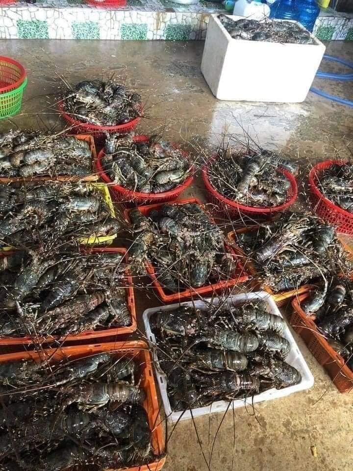 Tôm hùm giá sập sàn chỉ 380k/kg size 4-5 con, cuối tuần các chị em còn chờ gì không mua về cải thiện-1