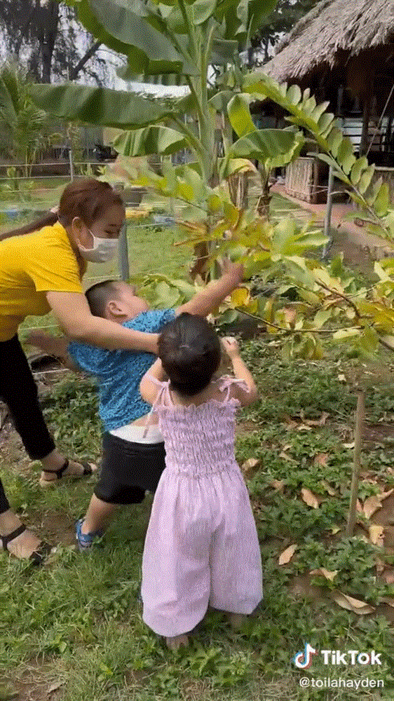 Bạn gái thích quả ổi, con trai Trà My Idol quyết hái bằng được dù bị ngăn cản, bé xíu mà đã 3 phần cố chấp 7 phần ga lăng-1