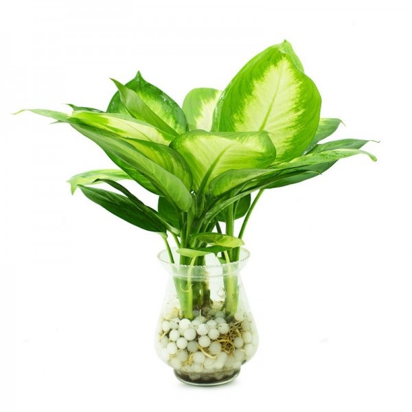 4 cây cảnh hút khói đặt trong nhà bếp chẳng khác nào có máy lọc không khí hạng nặng-4