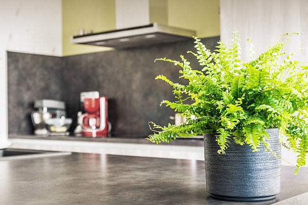 Vì sao cây hạnh phúc được nhiều gia chủ trồng làm cảnh?-3