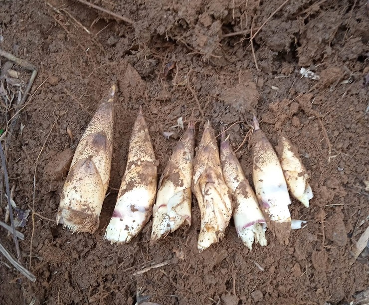 Lộc rừng” xuống phố thành đặc sản, chị em rủ nhau mua cả yến về ăn dần-2