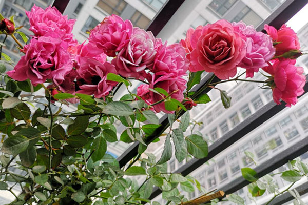 Chồng ôm mặt khóc nức nở trong đêm, biết lý do tôi lập tức ly hôn-1