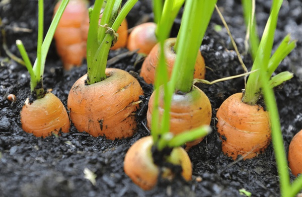 Mua cà rốt nên chọn loại sạch bóng hay còn dính đất? Hóa ra có một sự khác biệt lớn, ai cũng có thể nhầm-2