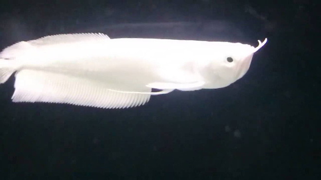 4 loài cá cảnh độc, lạ, đẹp mắt nhưng quý hiếm, nói giá khiến nhiều người giật mình thon thót-2