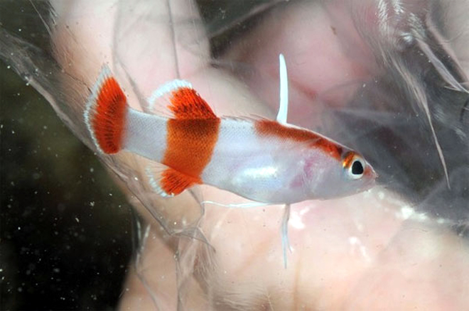 4 loài cá cảnh độc, lạ, đẹp mắt nhưng quý hiếm, nói giá khiến nhiều người giật mình thon thót-5