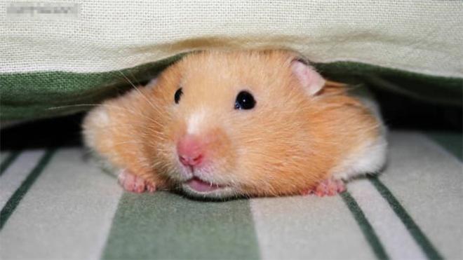 5 con giáp ngày càng giàu lên theo từng năm, xem bạn có nằm trong số đó không?-3