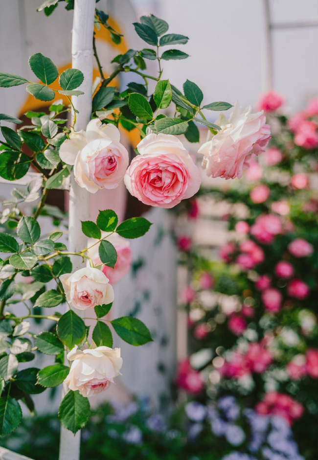 Người phụ nữ 45 tuổi biến toàn bộ không gian sân thượng thành khu vườn địa đàng-11