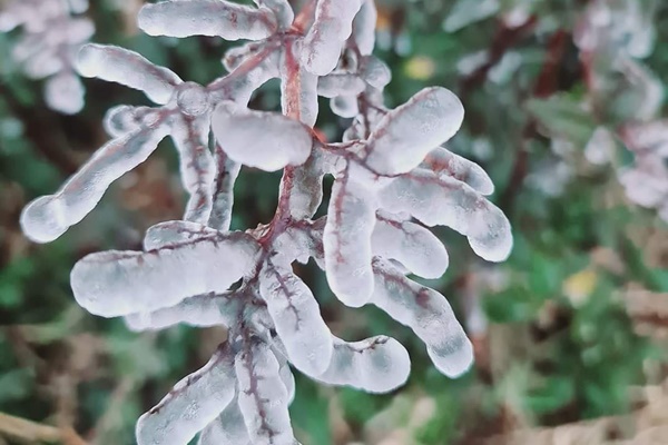 Đàn trâu ở Lào Cai đóng băng vì giá rét khiến dân tình xót xa-1