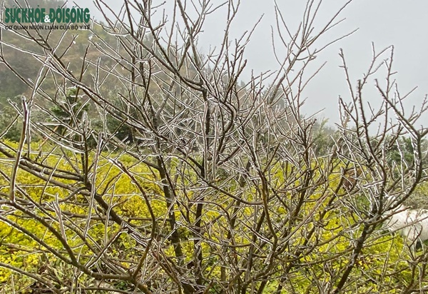 Du khách ùn ùn đi săn băng tuyết, Cục Cảnh sát giao thông khuyến cáo khẩn-10