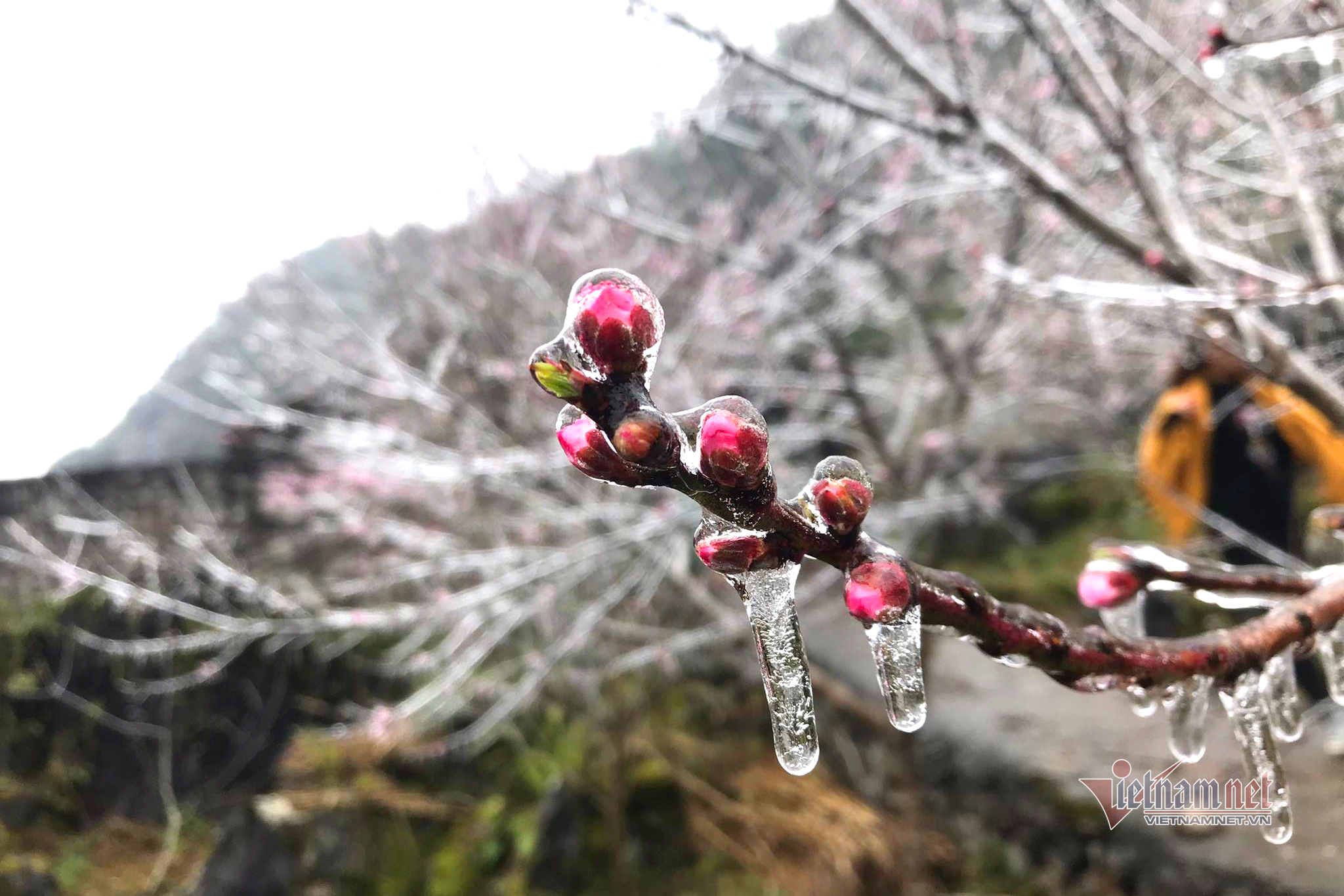 Âm 1 độ, du khách đổ xô lên ngắm hoa đào đóng băng ở Hà Giang-5