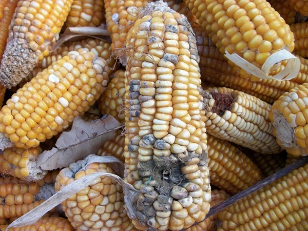 5 thứ trong nhà là nơi ẩn náu lý tưởng của độc tố aflatoxin, hóa ra bạn đang nuôi chất gây ung thư mà chẳng hề hay biết-3