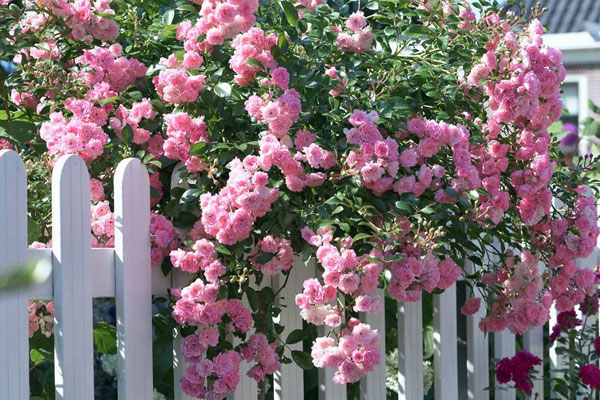 Mới kết hôn đã muốn làm mẹ đơn thân-1