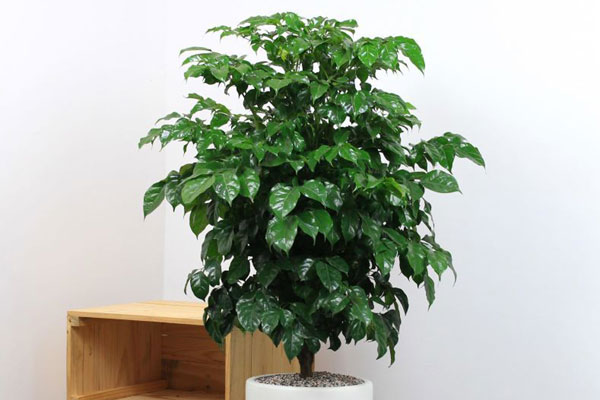 Kiêng kỵ trong phong thủy nhà ở khiến việc tiêu tiền ào ào như nước chảy-4