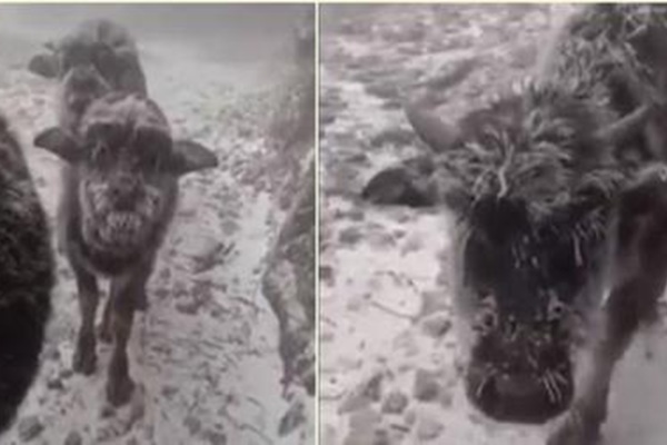 Clip: Bò húc văng người đàn ông rồi dùng sừng tấn công điên cuồng-1