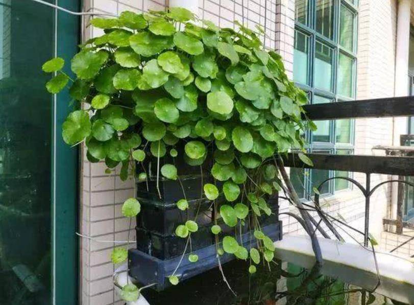 Kiêng kỵ trong phong thủy nhà ở khiến việc tiêu tiền ào ào như nước chảy-3