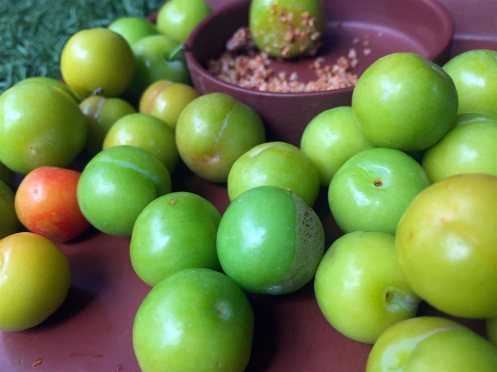 Mận cơm đầu mùa, chua chua, chát nhẹ giúp chị em chống ngấy sau thời gian ăn Tết cao đạm-1